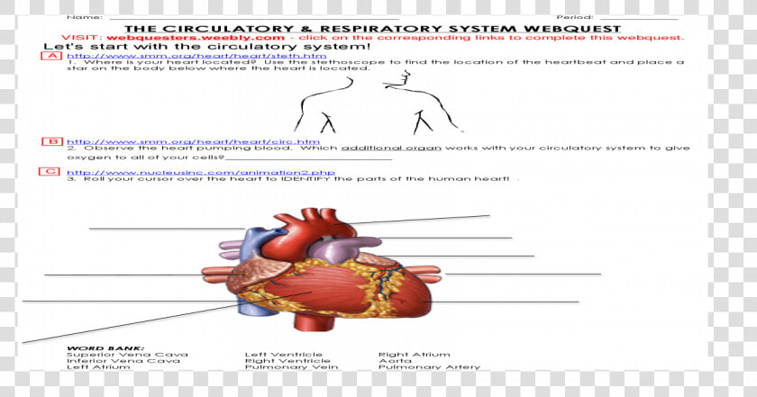 Observe The Heart Pumping Blood Which Additional Organ  HD Png DownloadTransparent PNG