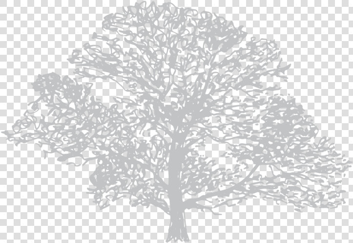 Transparent Trees Aerial View Png   Plane tree Family  Png DownloadTransparent PNG