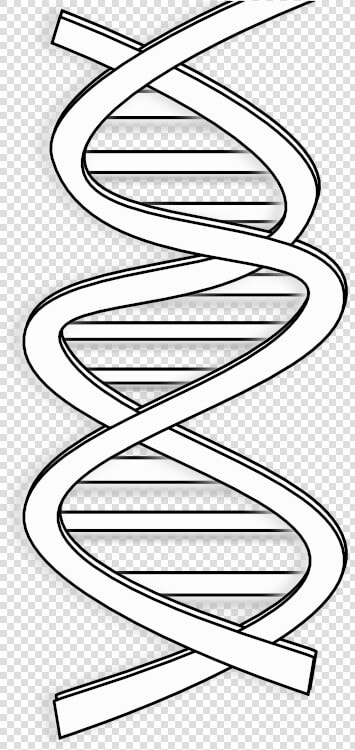 Netalloy Dna Black White Line Art Coloring Book Colouring   Transparent Dna Clip Art  HD Png DownloadTransparent PNG