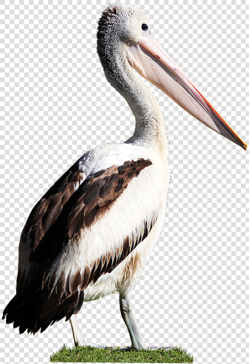 Bird  Pelican  Beak  Feathers  Wildlife  Cut Out   Water Bird  HD Png DownloadTransparent PNG