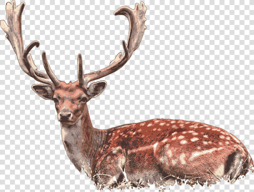 Deer  Stag  Deer Lying Down   Damherten Plantage Willem Iii  HD Png DownloadTransparent PNG