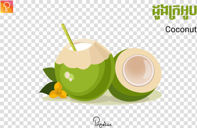 Coconut Coconut Vector   Coconut Vector Png  Transparent PngTransparent PNG