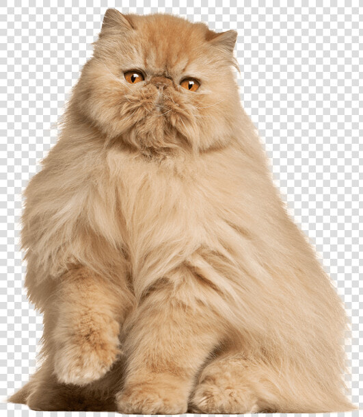 Persian Cat Homemade Food  HD Png DownloadTransparent PNG