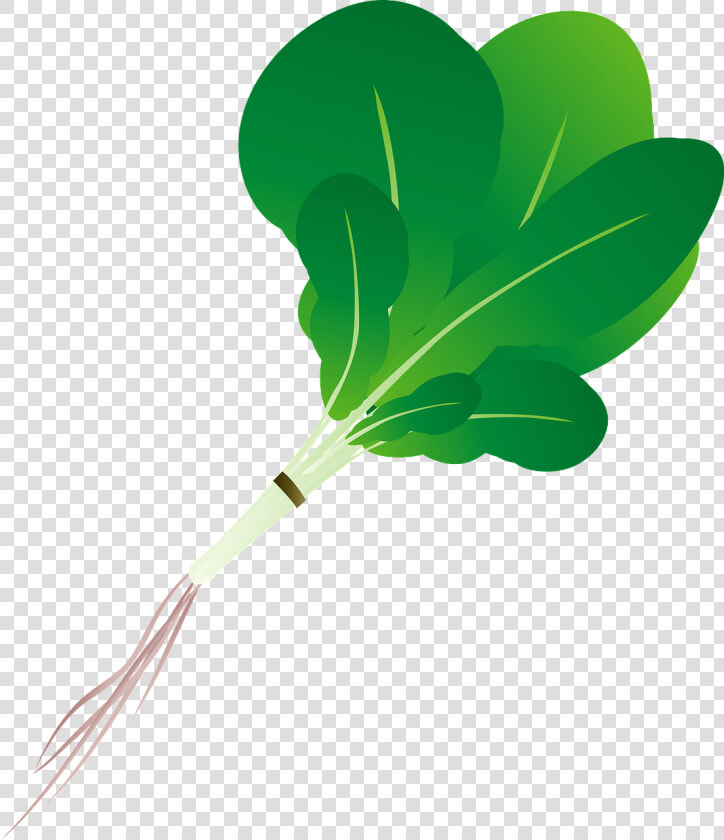 Maidenhair Tree  HD Png DownloadTransparent PNG