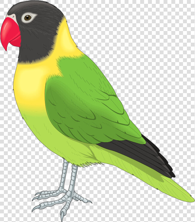 Bird Clip Art Flying Birds Clipart Free Transparent   Pet Bird Clipart  HD Png DownloadTransparent PNG