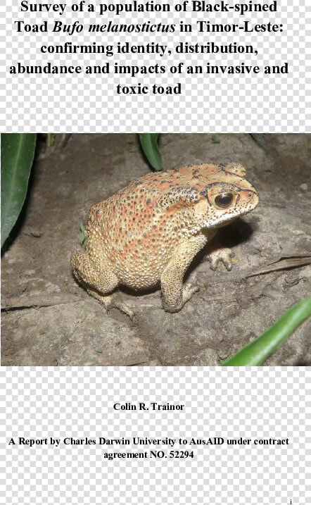 Eastern Spadefoot  HD Png DownloadTransparent PNG