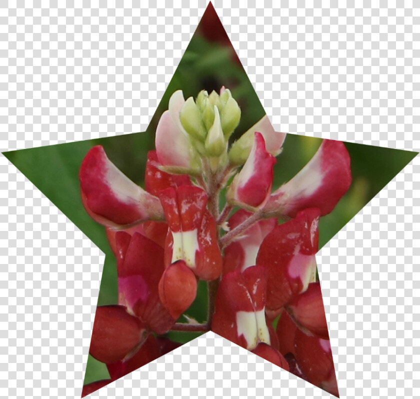 Bluebonnet  HD Png DownloadTransparent PNG