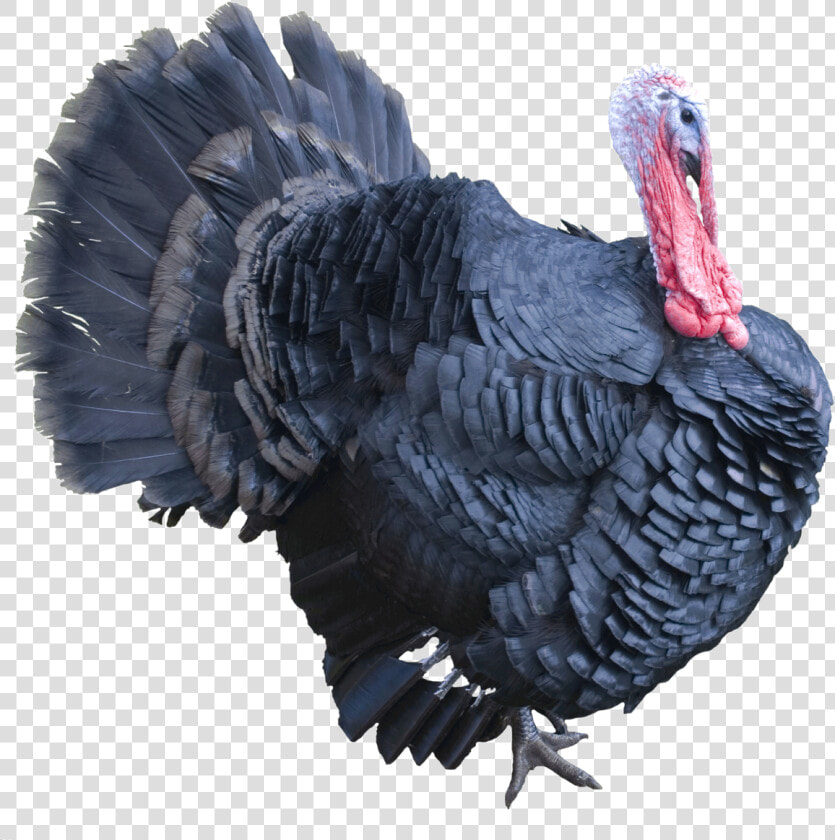 Best Free Turkey Png Image   Real Turkey Png  Transparent PngTransparent PNG