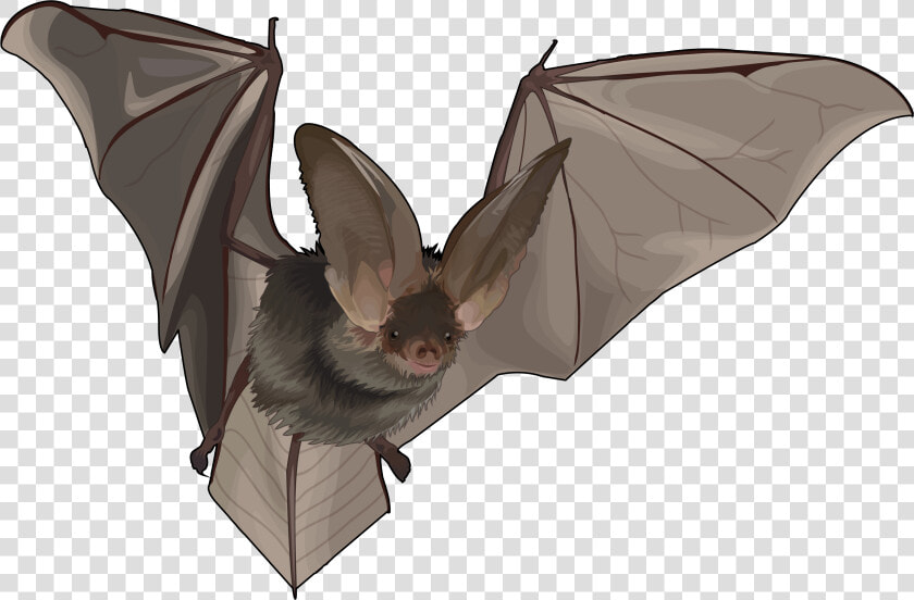 Thumb Image   Murcielagos Reales Png  Transparent PngTransparent PNG