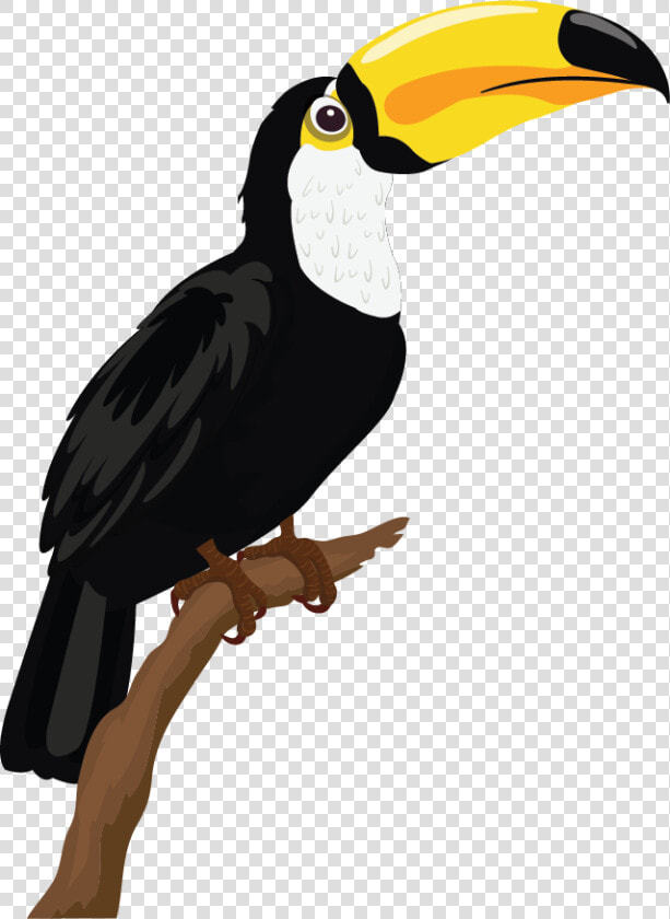 Sketsa Gambar Burung Beo  HD Png DownloadTransparent PNG