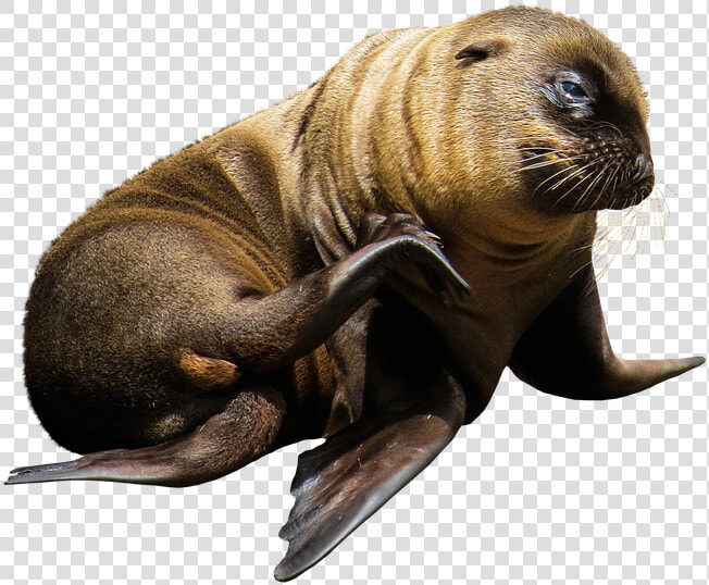 Imagen De Animales Marinos Sin Fondo  HD Png DownloadTransparent PNG