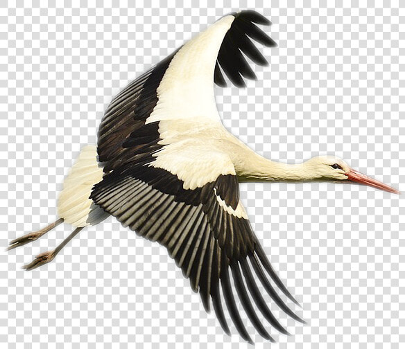 Stork Png Image   Bird Storks  Transparent PngTransparent PNG