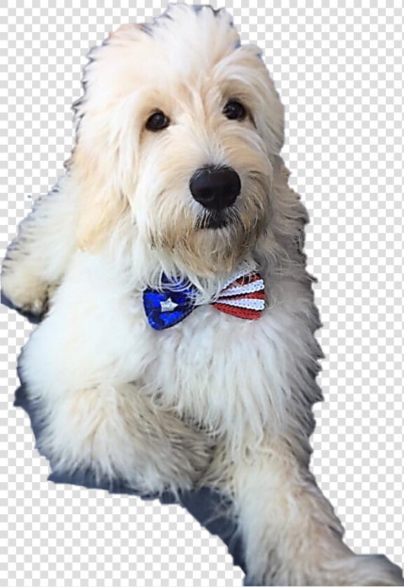 Goldendoodle Puppy Arizona   Companion Dog  HD Png DownloadTransparent PNG