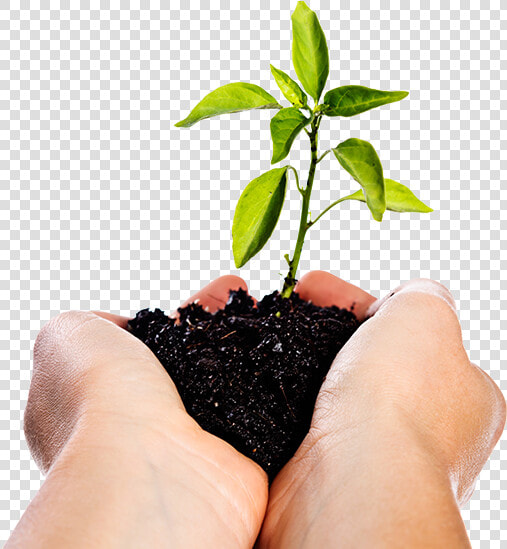 Image Of Hands Holding A Seedling   Manos Con Tierra Png  Transparent PngTransparent PNG