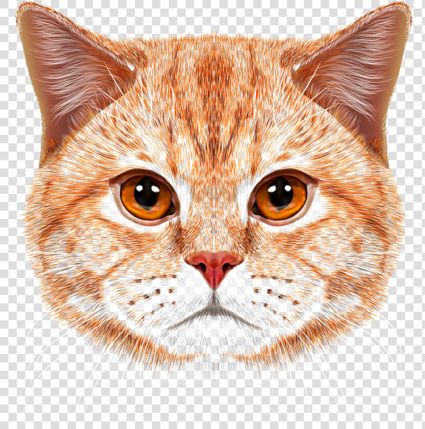 Orange Tabby Cat Face  HD Png DownloadTransparent PNG