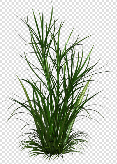 Weeds Png  Transparent PngTransparent PNG