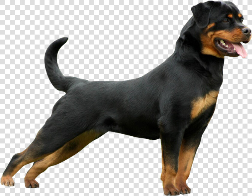 Rottweiler  HD Png DownloadTransparent PNG