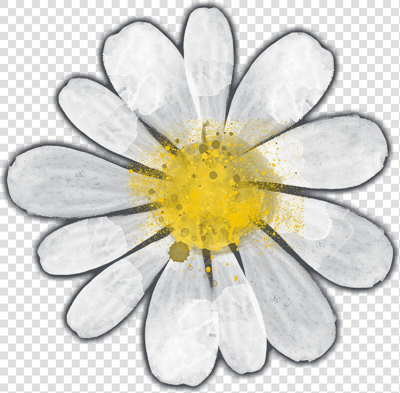 Camomile  HD Png DownloadTransparent PNG