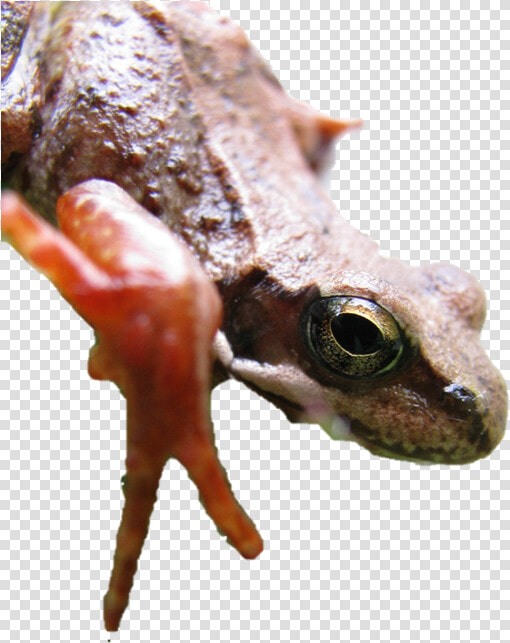 Eastern Spadefoot  HD Png DownloadTransparent PNG