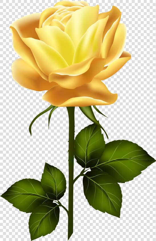 Long Stem Yellow Rose Png   Yellow Rose With Stem  Transparent PngTransparent PNG