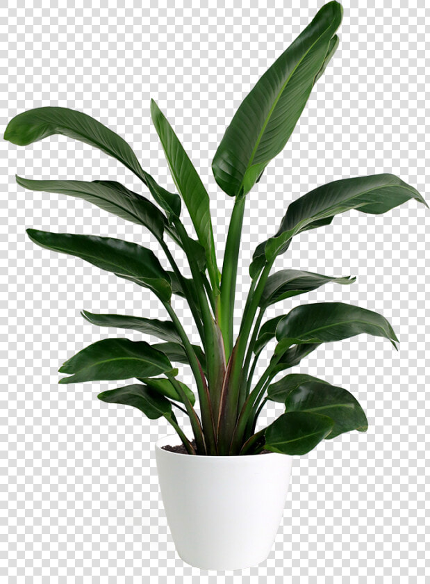 Small Bird Of Paradise Plant  HD Png DownloadTransparent PNG