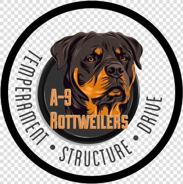 Rottweiler  HD Png DownloadTransparent PNG