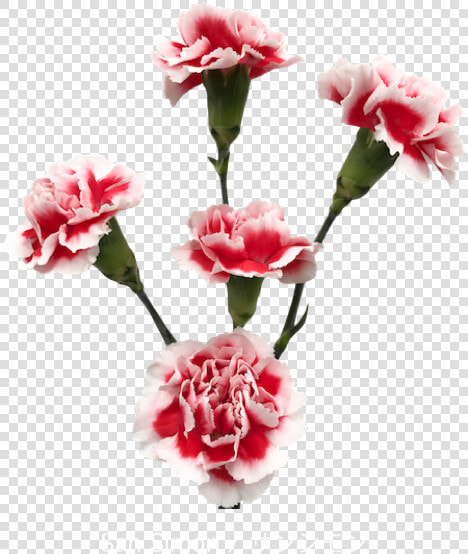 Colibri Flowers Minicarnation Sansimon  Grower Of Carnations    Garden Roses  HD Png DownloadTransparent PNG