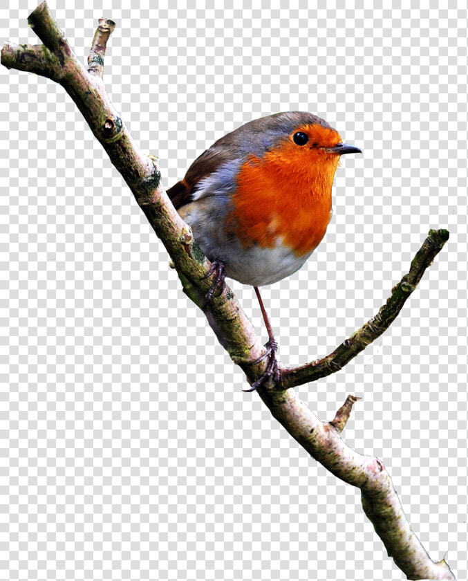 Robin Image on A Branch Png   Robin Bird Png  Transparent PngTransparent PNG