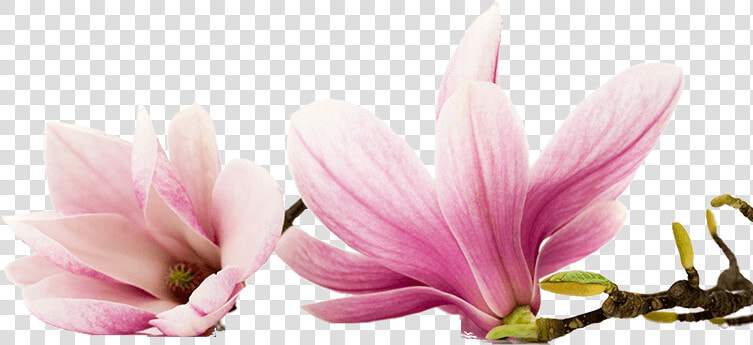 Magnolia   Edible Magnolia Flowers  HD Png DownloadTransparent PNG