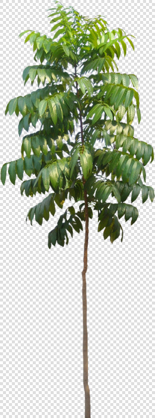 Tree Photoshop  Photoshop Brushes  Tree Plan Png  Autocad    Swietenia Mahagoni Png  Transparent PngTransparent PNG