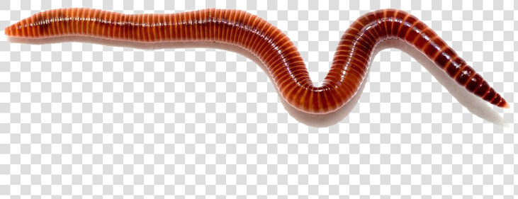 Worms Free Png   Red Wigglers  Transparent PngTransparent PNG