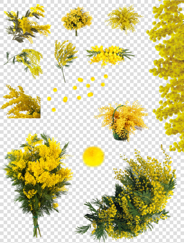 Yellow Acacia Tree Png   Png Download   Flor Acácia Png  Transparent PngTransparent PNG