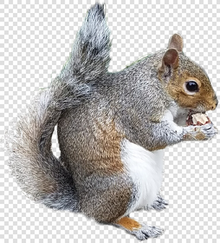 Collection Of Free Chipmunk Drawing Douglas Squirrel   Tiny Squirrel Transparent Background  HD Png DownloadTransparent PNG