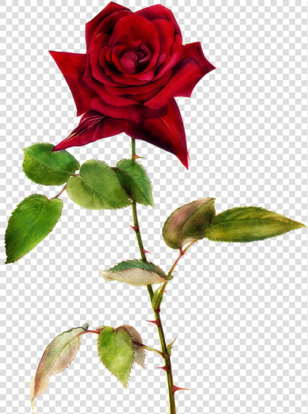 Red Rose Clipart One   Red Roses With Thorns Png  Transparent PngTransparent PNG