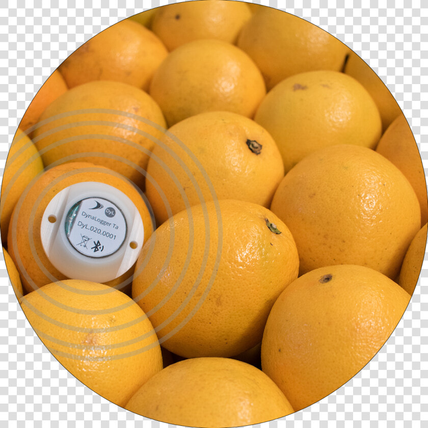 Novo Case Frutas   Grapefruit  HD Png DownloadTransparent PNG