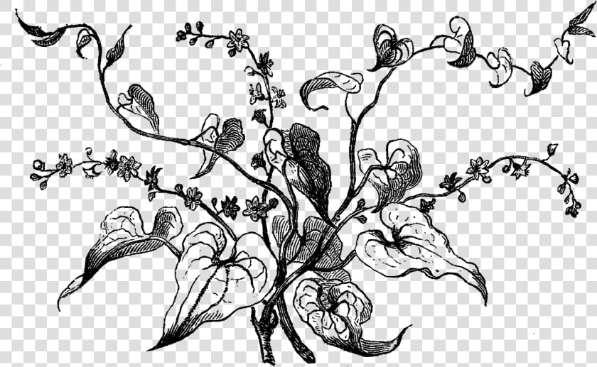 Dogwood Tree Picture Black And White Stock   Bryony Flower Line Drawing  HD Png DownloadTransparent PNG