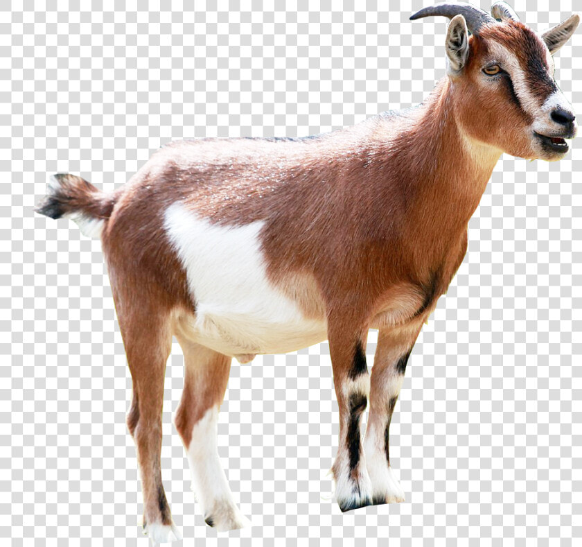 Goat Png Image Transparent Background   Brown And White Goats  Png DownloadTransparent PNG