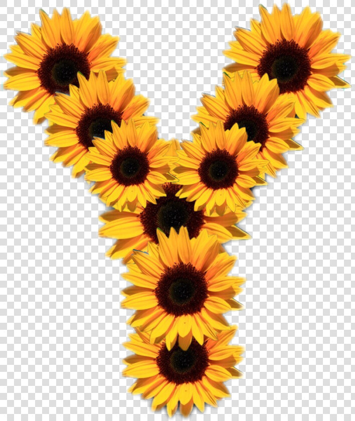  girasoles🌻  letras   Girasoles Letra Y  HD Png DownloadTransparent PNG