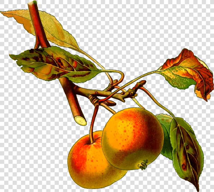 Apple Tree 2   Apple Is Monocot Or Dicot  HD Png DownloadTransparent PNG