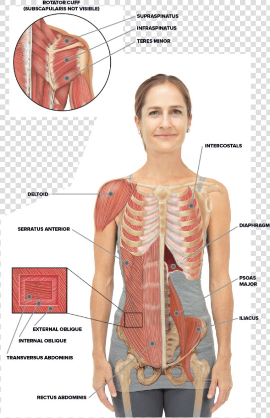 Torso And Shoulder Anatomy   Rib Cage And Abs  HD Png DownloadTransparent PNG