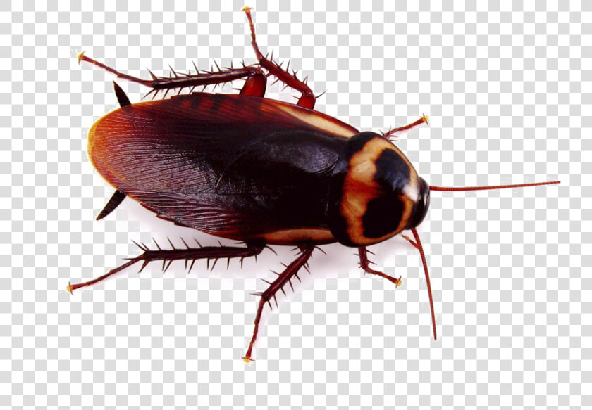 Cockroach Png Background   Cockroach Png  Transparent PngTransparent PNG