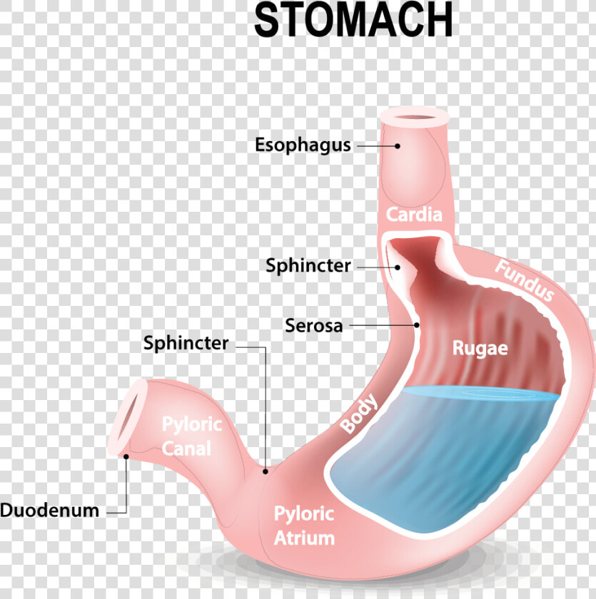 Acidity In The Stomach Diagram  HD Png DownloadTransparent PNG