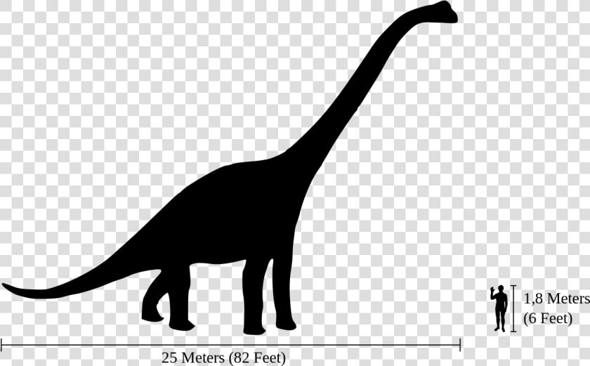 Brachiosaurus Next To Human  HD Png DownloadTransparent PNG