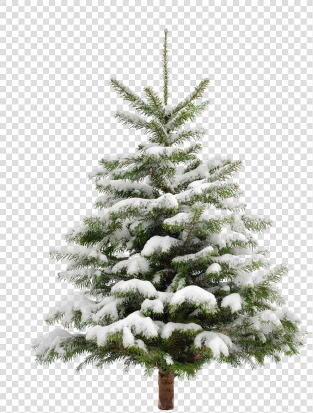  ftestickers  winter  snow  landscape  tree  pine   Pine Tree With Snow Png  Transparent PngTransparent PNG