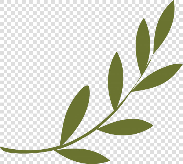 Olive Branch Peace Symbols Olive Wreath   Olive Branch  HD Png DownloadTransparent PNG