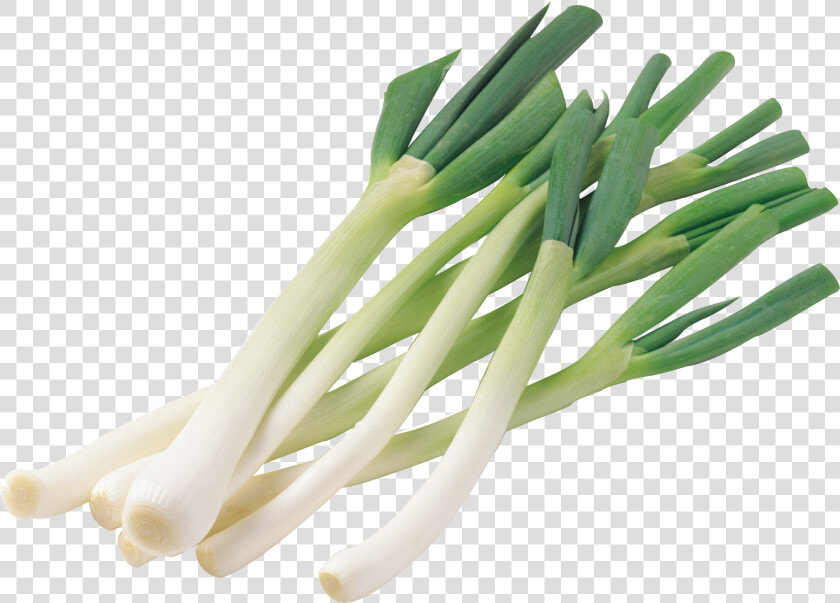 Leek Png   Клипарт Зелёный Лук Png  Transparent PngTransparent PNG