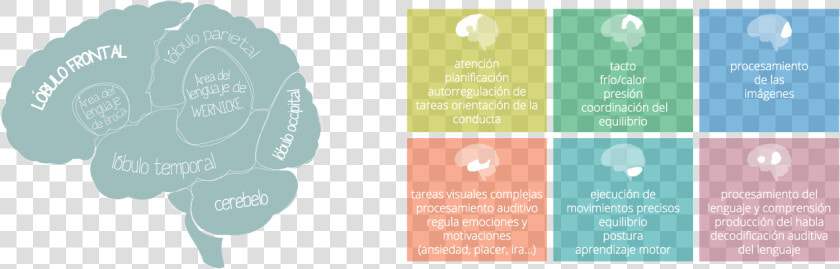 El Tdah En El Cerebro  Funciones Del Las Áreas Cerebrales   Areas Afectadas De La Dislexia  HD Png DownloadTransparent PNG