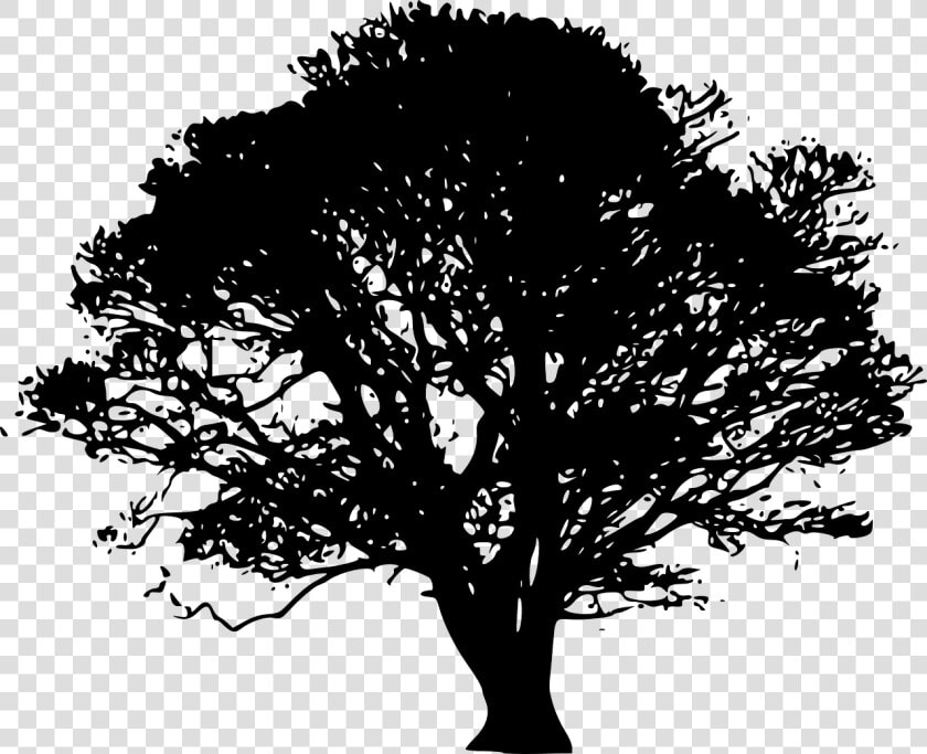 Tree Silhouette Oak Clip Art   Oak Tree Silhouette  HD Png DownloadTransparent PNG