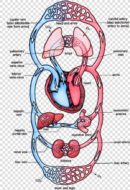 Circulatory System In Man  HD Png DownloadTransparent PNG