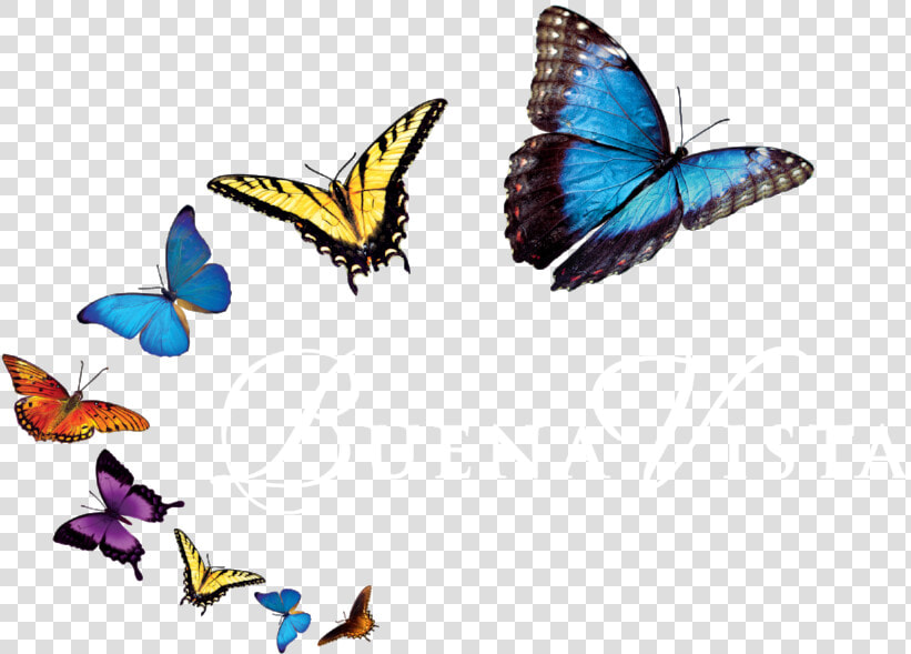 Png Images Of Butterfly   Mariposas Png  Transparent PngTransparent PNG